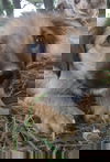 Christopher -Puppy