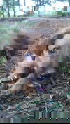 Christopher -Puppy