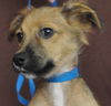 Christopher -Puppy