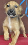 Christopher -Puppy
