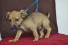 Christopher -Puppy