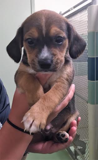 Flip -Puppy