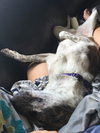 Pipin