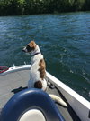 Pipin