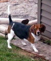 Shilo