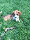 Hershey -Puppy
