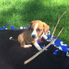 Twix -Puppy