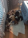 Twix -Puppy