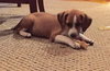 Twix -Puppy