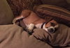 Twix -Puppy