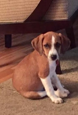 Twix -Puppy