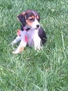 Tootsie -Puppy