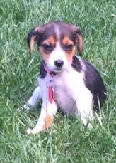 Tootsie -Puppy