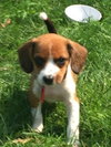 Kitkat -Puppy