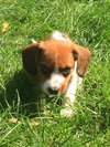 Kitkat -Puppy