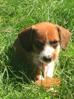 Kitkat -Puppy