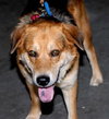 Shep