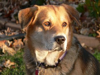 Shep