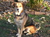 Shep