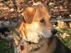 Shep