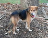 Shep