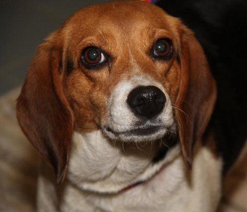 Destiny -Foster Needed 7/29