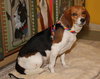Destiny -Foster Needed 7/29