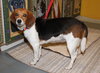 Destiny -Foster Needed 7/29