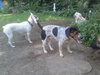 Monty