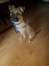 Dozer