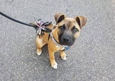 Dozer