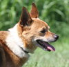Corky