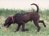 Tuka-Foster Needed