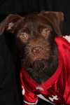 Tuka-Foster Needed