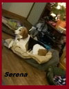 SerenaSue