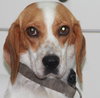 Rudy