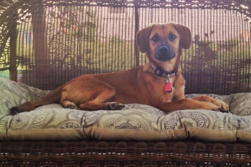 Kenzie -Puppy