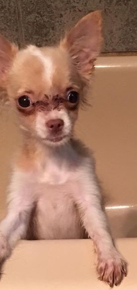 Bongo