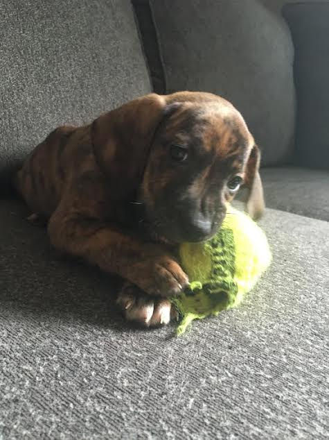 Hazel -Puppy Foster Needed