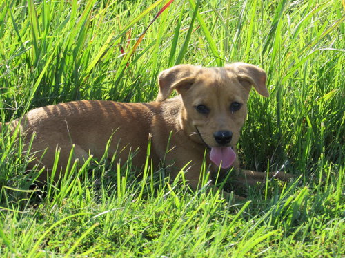 Benji