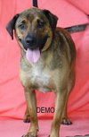 Demo
