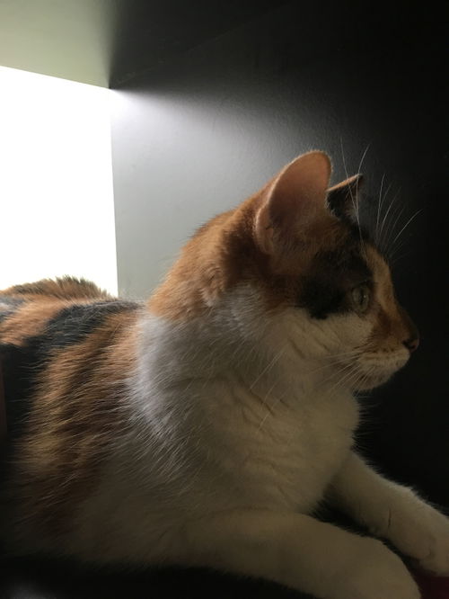 Opal
