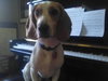 Chester
