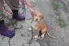 Snooper -Pup