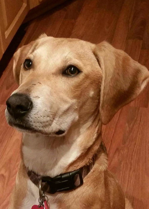 Snooper -Pup
