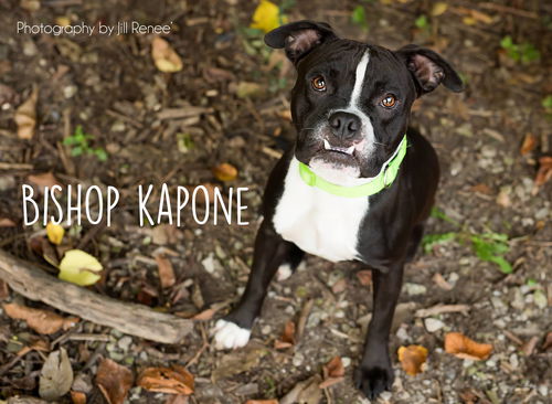 Kapone