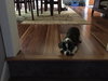 Mickey