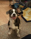 Mickey