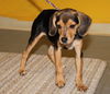 Pebbles -Puppy