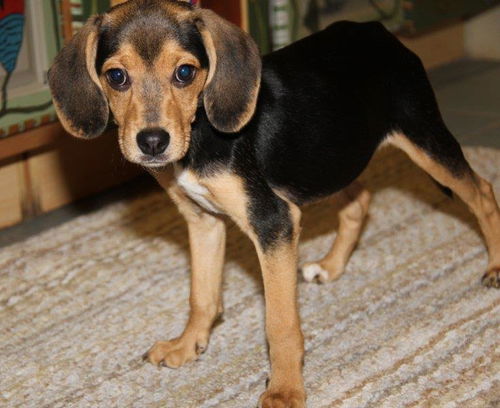 Pebbles -Puppy